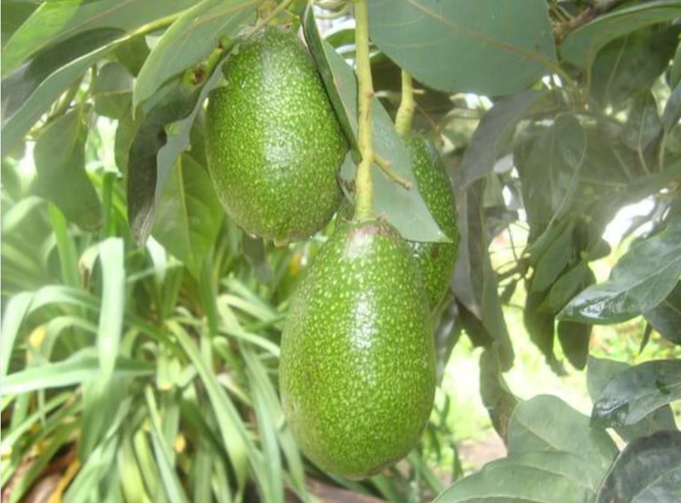 Aguacates Bacon en el árbol de la finca