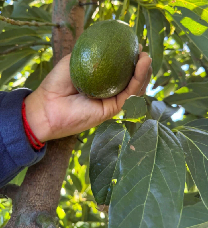 Aguacate Bacon ecológico de Frutas Furia, fruto real en la finca