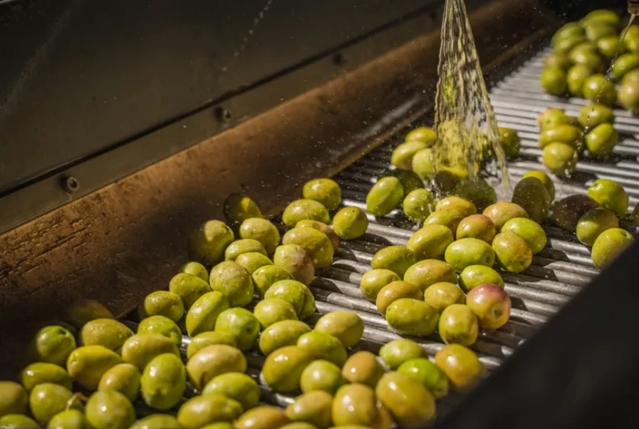 Lavado de aceitunas sobre rodillos antes de la molienda