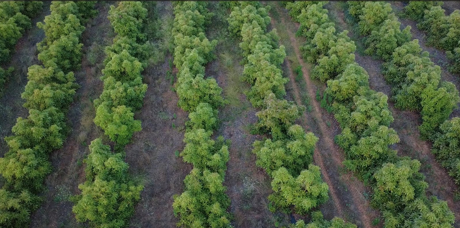 Fotografía aérea real de nuestra finca de aguacates, con hileras de árboles