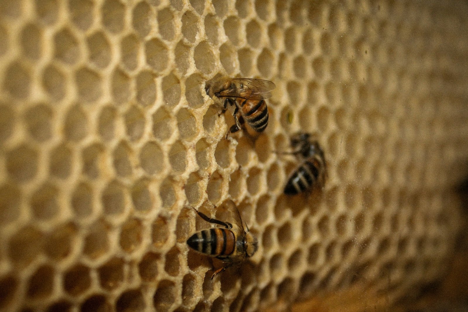 Abejas sobre un panal