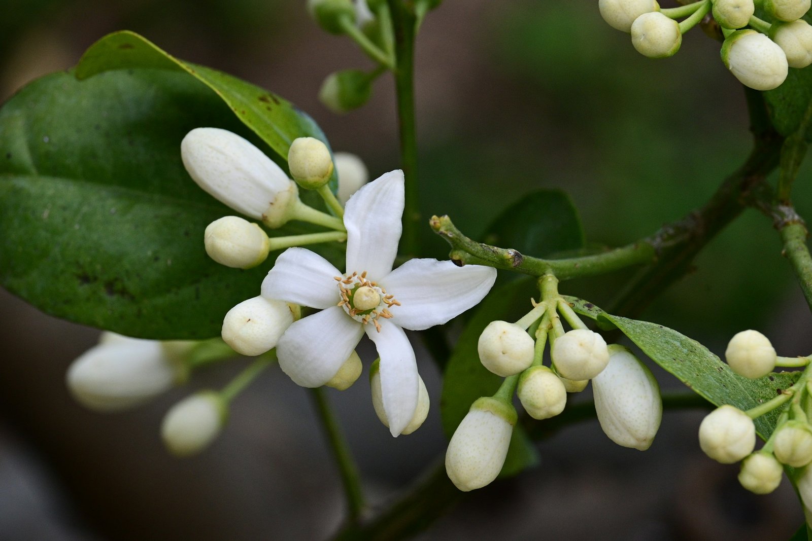Flor de azahar entre hojas