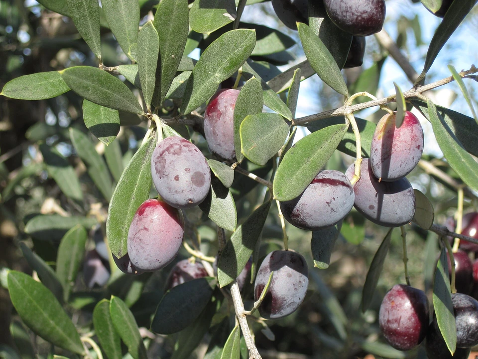 Aceitunas maduras entre las hojas del olivo