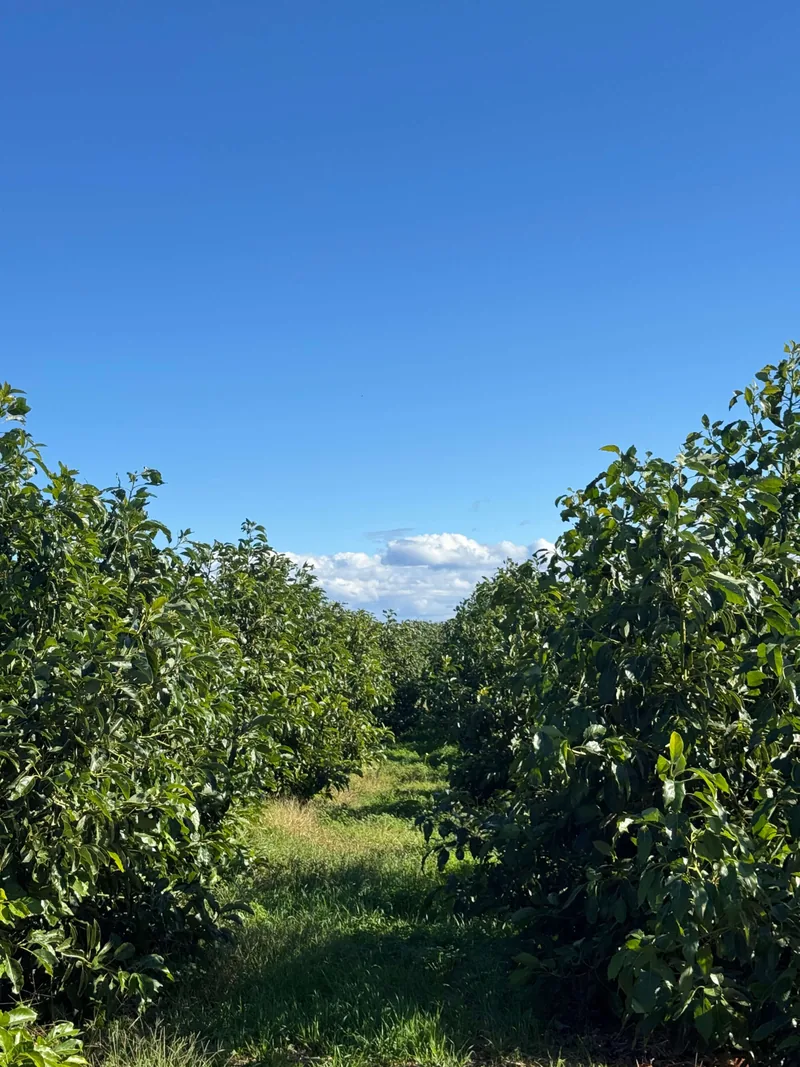 Camino entre nuestros aguacateros