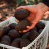 comprar aguacate online comprar aguacate online