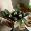 del agricultor a tu casa aguacate ecologico
