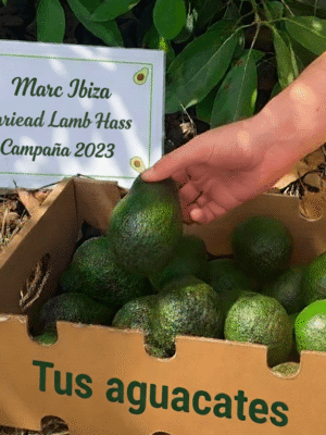 Apadrina un arbol de aguacates Apadrina un arbol de aguacates