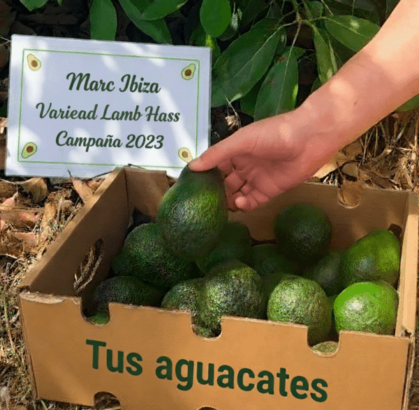 Apadrina un arbol de aguacates