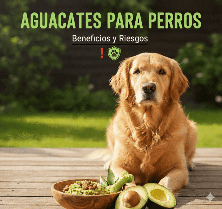 Aguacates para perros: Beneficios y riesgos a tener en cuenta 10 Aguacates para perros Beneficios y riesgos a tener en cuenta