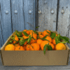 Comprar Naranjas de Mesa Comprar Naranjas de Mesa