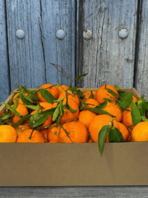 Comprar Naranjas de Mesa