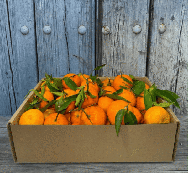 Comprar Naranjas de Mesa Comprar Naranjas de Mesa