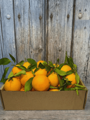 Comprar Naranjas de Mesa