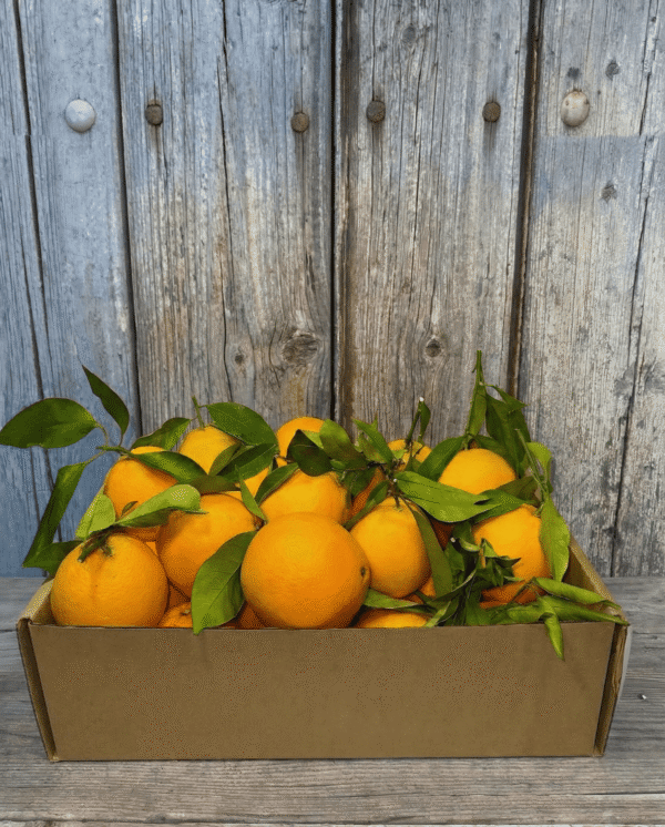 Comprar Naranjas de Mesa Comprar Naranjas de Mesa