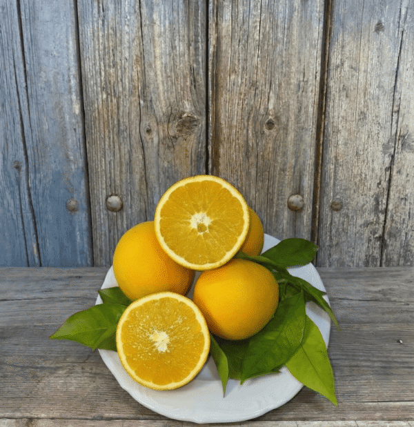 Comprar Naranjas de Mesa Comprar Naranjas de Mesa