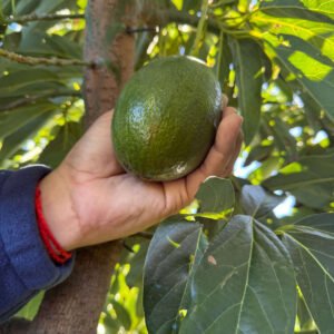 aguacate bacon ecologico