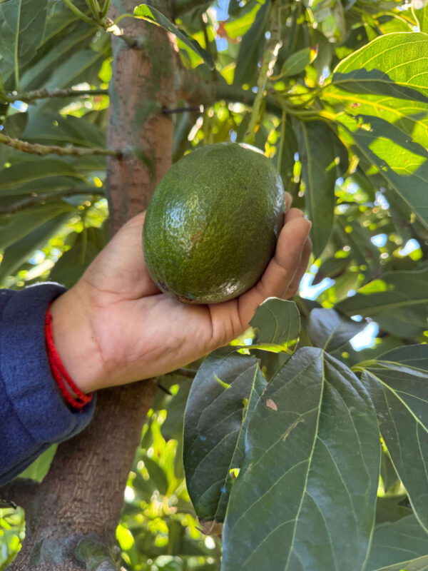 aguacate bacon ecologico