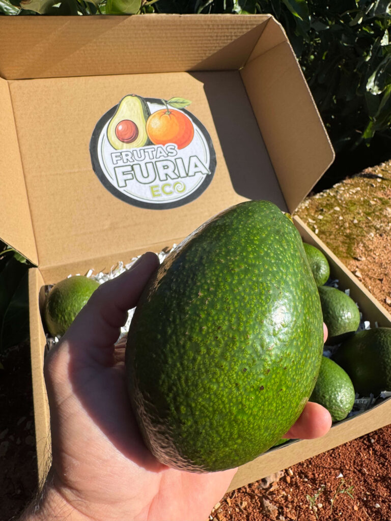 Aguacates Bacon: Beneficios y Usos en la Cocina 2 aguacate bacon ecologico