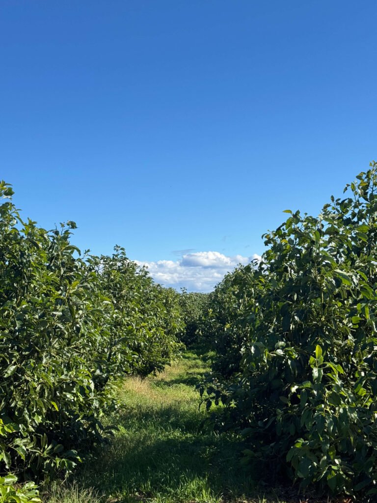 Hileras de aguacates Bacon en la finca Frutas Furia