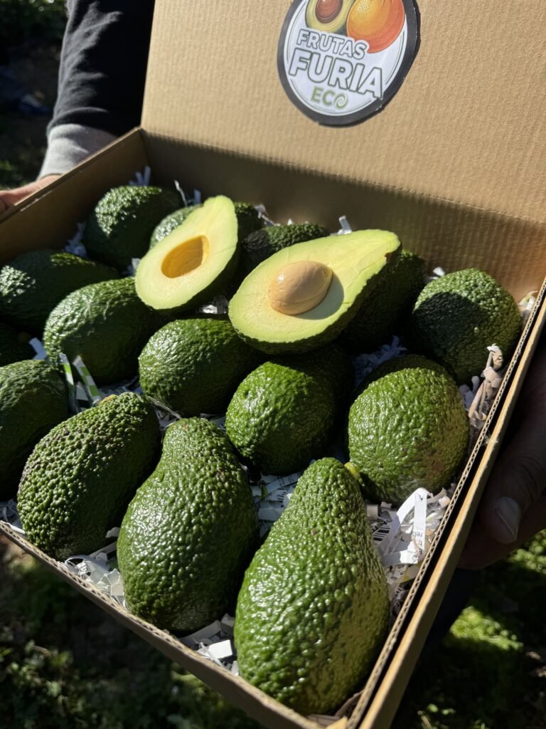 Caja de aguacates de Frutas Furia, abiertos para apreciar su calidad