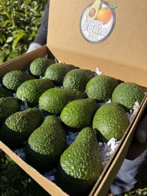 Inicio 49 aguacate hass características