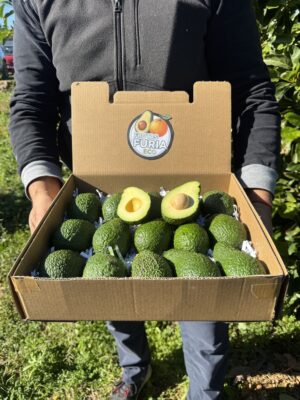 Inicio 55 aguacate hass características