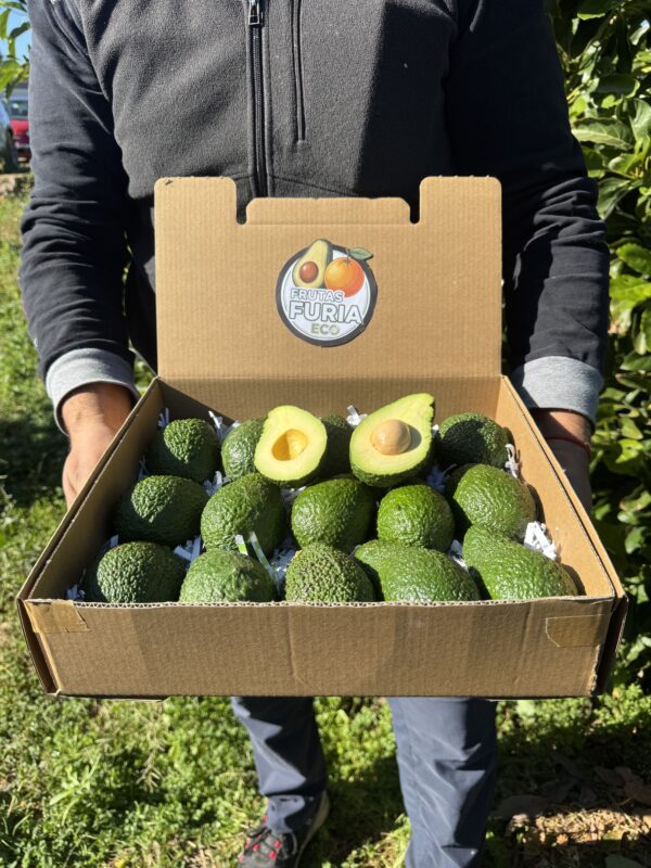 aguacate hass características