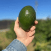aguacates ecologicos del agricultor españa