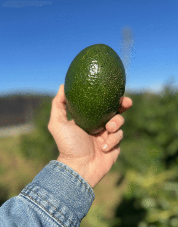 aguacates ecologicos del agricultor españa