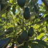 comprar aguacate hass