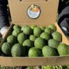 comprar aguacate hass (2) 6 Kg Aguacate Hass Premium Ecológico XXL 🌿 (2–5 Unidades por Kg)