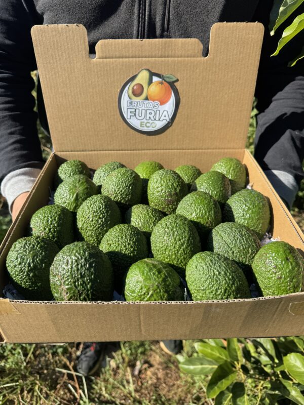 comprar aguacate hass (2) 6 Kg Aguacate Hass Premium Ecológico XXL 🌿 (2–5 Unidades por Kg)