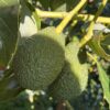 comprar aguacate hass