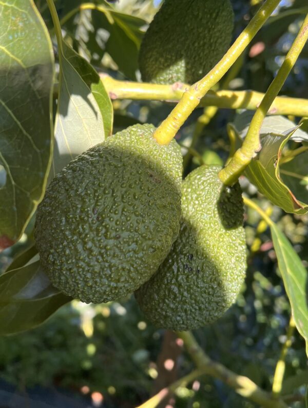 comprar aguacate hass