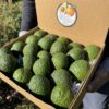comprar aguacate hass (3) 6 Kg Aguacate Hass Premium Ecológico XXL 🌿 (2–5 Unidades por Kg)