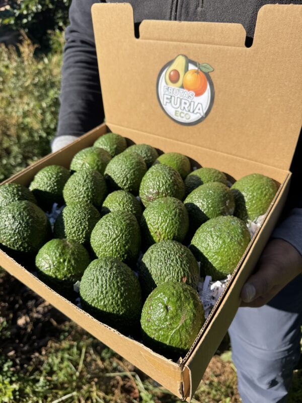 comprar aguacate hass (3) 6 Kg Aguacate Hass Premium Ecológico XXL 🌿 (2–5 Unidades por Kg)