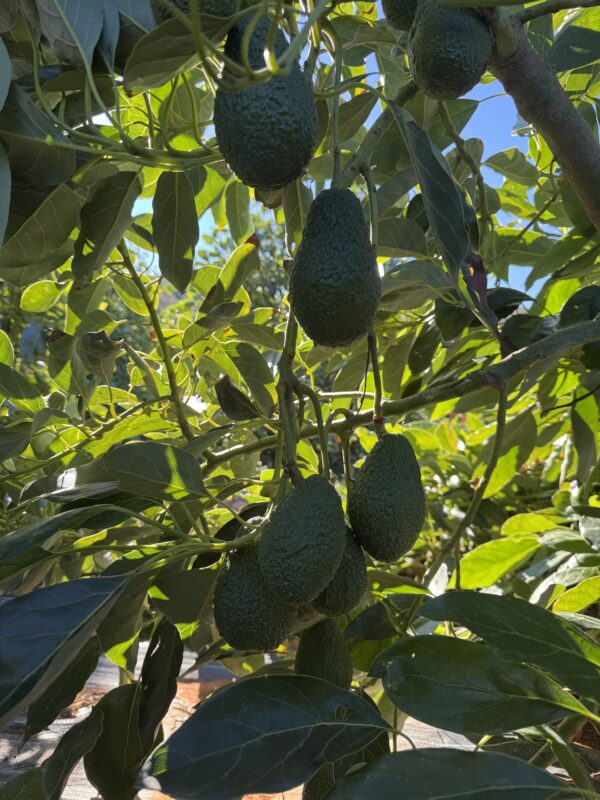 comprar aguacate hass