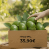 comprar aguacates online comprar aguacates online