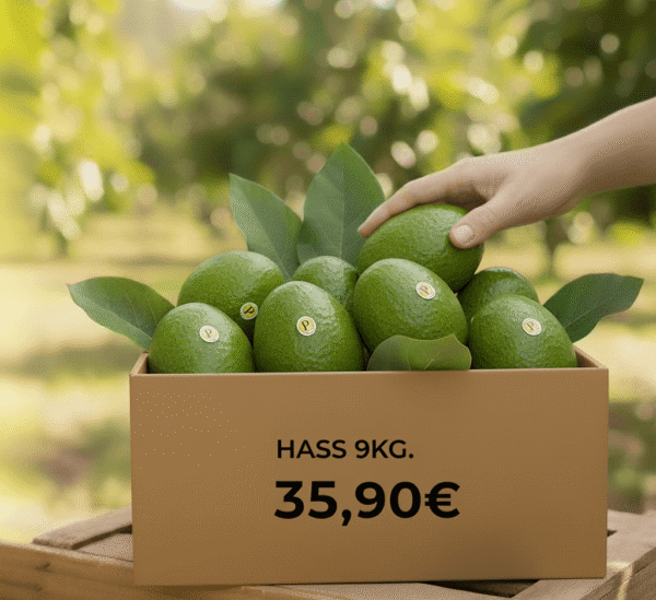 comprar aguacates online comprar aguacates online