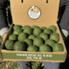 comprar aguacates online comprar aguacates online